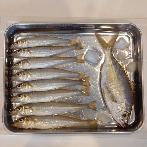 キスの釣果