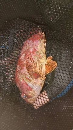 ヨロイメバルの釣果