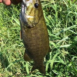 スモールマウスバス