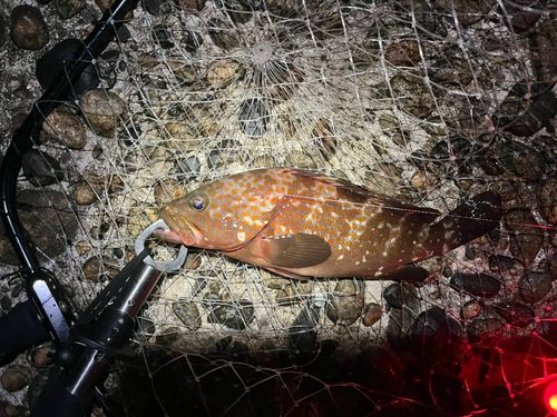 キジハタの釣果