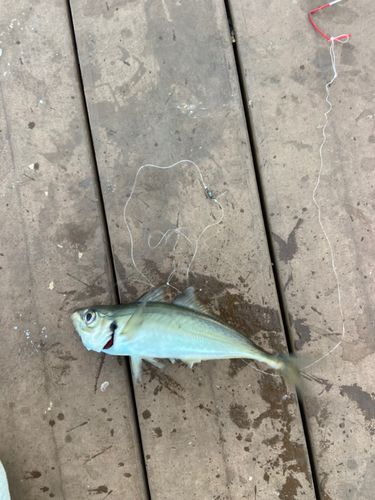 釣果