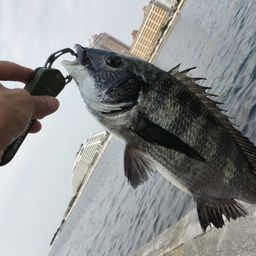 チヌ