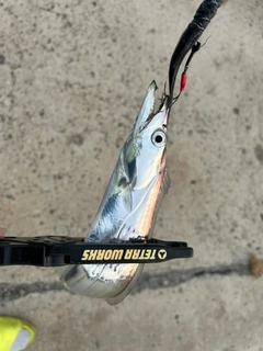 タチウオの釣果