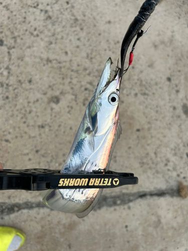 タチウオの釣果