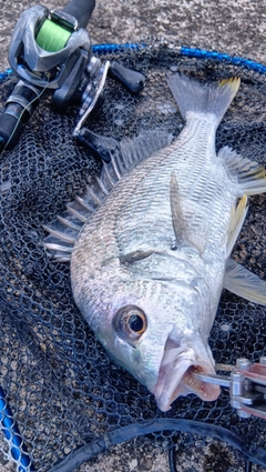 キビレの釣果