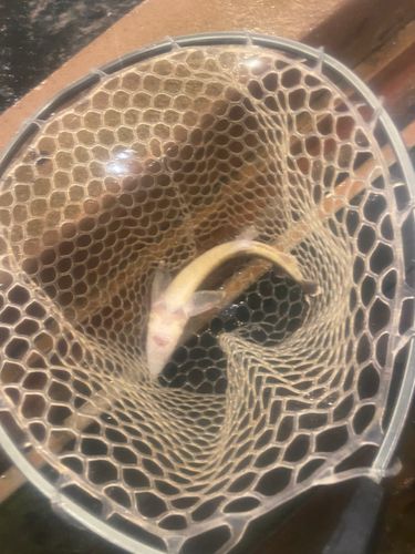 チョウザメの釣果