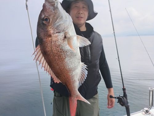 マダイの釣果