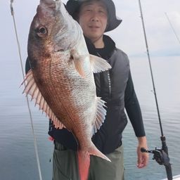 マダイ