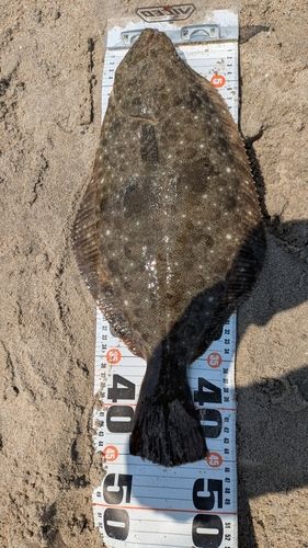 ヒラメの釣果