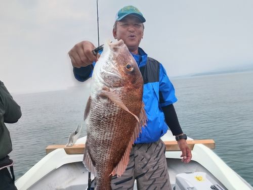マダイの釣果
