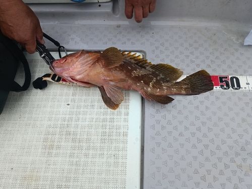 キジハタの釣果
