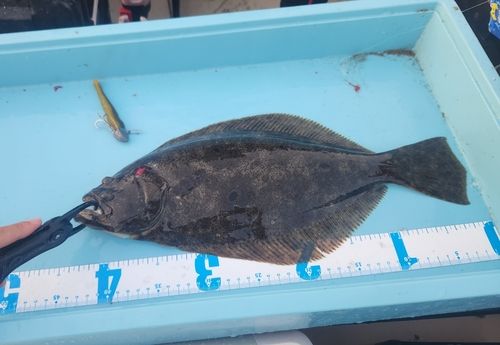ヒラメの釣果