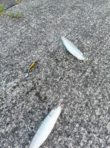 イワシの釣果