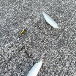 イワシ