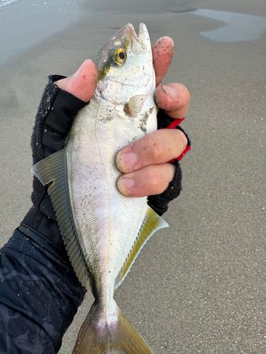 ショゴの釣果