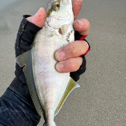 ショゴ