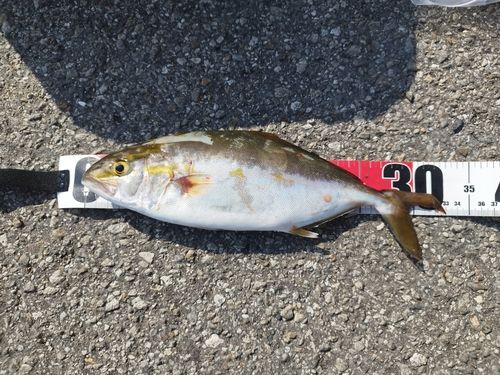ショゴの釣果