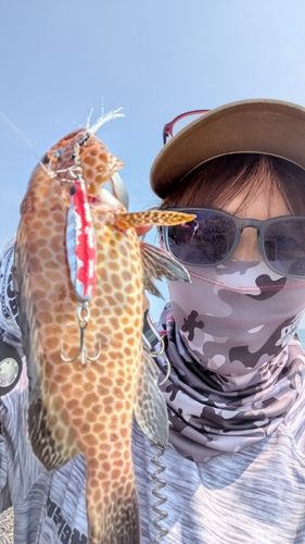 オオモンハタの釣果