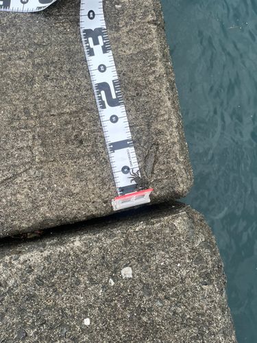 カニの釣果