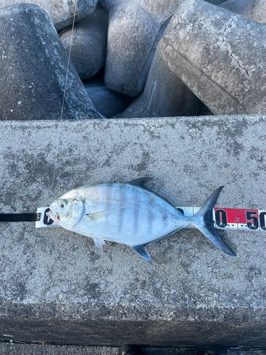 クロヒラアジの釣果