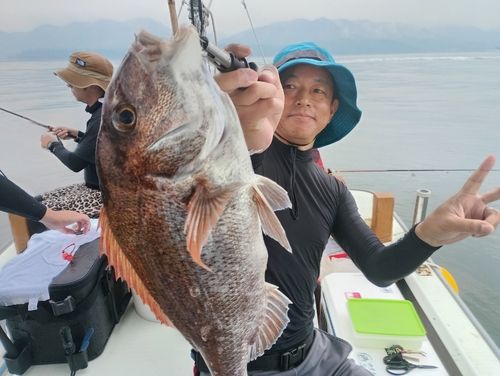 マダイの釣果
