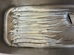 タチウオの釣果