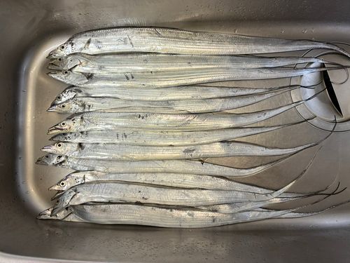 タチウオの釣果