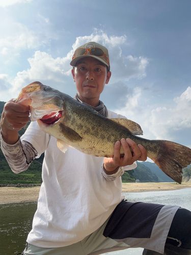 ラージマウスバスの釣果