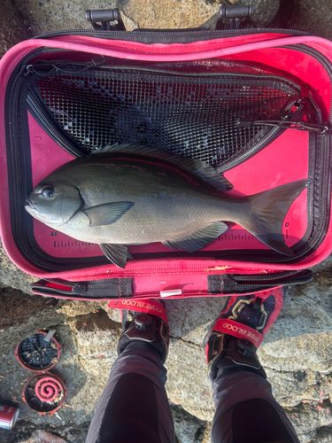 オナガグレの釣果