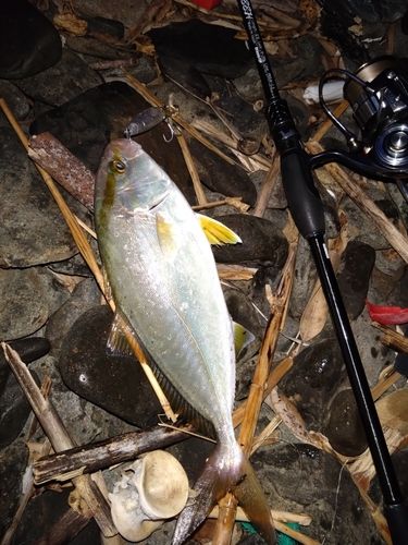 ネリゴの釣果