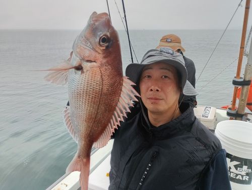マダイの釣果