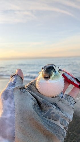 シロサバフグの釣果