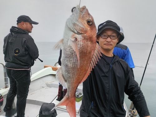 マダイの釣果