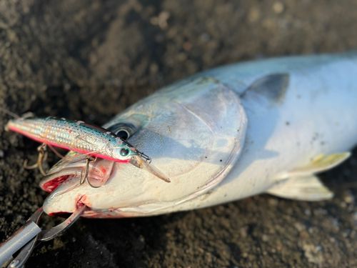 ワラサの釣果