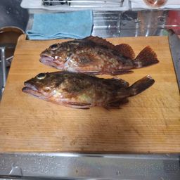 カサゴ