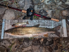 ウケクチウグイの釣果