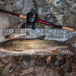 ウケクチウグイ