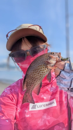 オオモンハタの釣果