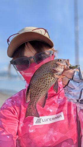 オオモンハタの釣果