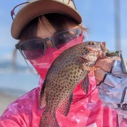 オオモンハタ