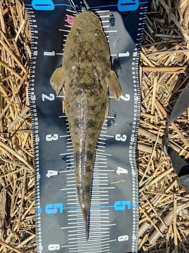 マゴチの釣果