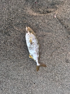 ショゴの釣果