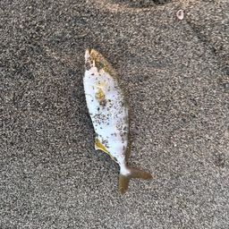 ショゴ