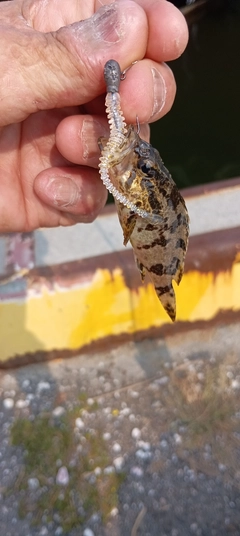 フッコ（マルスズキ）の釣果