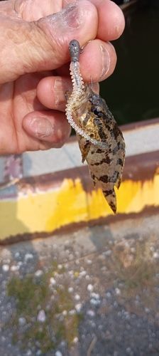 フッコ（マルスズキ）の釣果