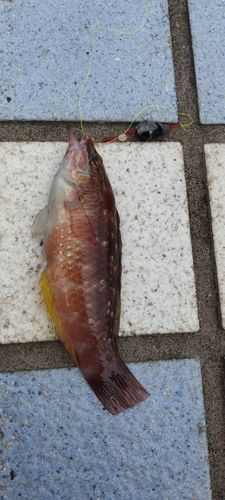 アカササノハベラの釣果