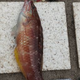 アカササノハベラ