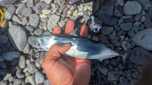 ソウダガツオの釣果