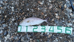 ショゴの釣果