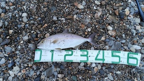 ショゴの釣果